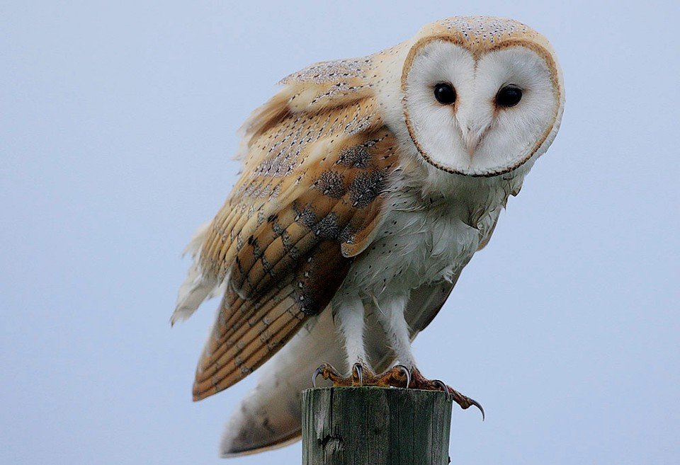 Barn Owl perched on a fence post, looking towards the camera