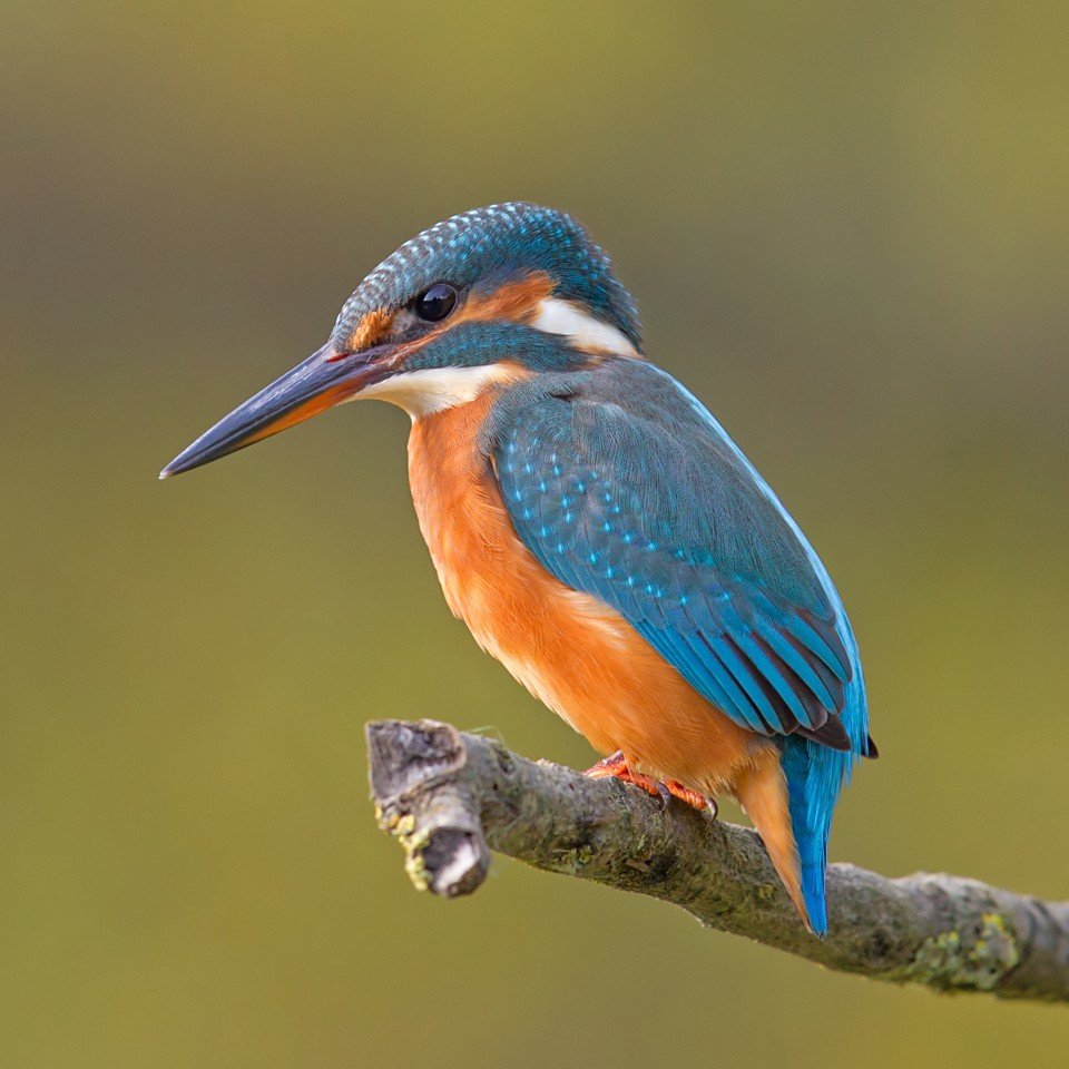 Common Kingfisher perched on a branch